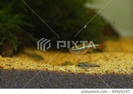 Corygmy Pygmy Aquarium Corygmy Pygmy Aquarium 80926297