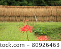 Higantic flower · marlin 80926463