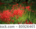 Higantic flower · marlin 80926465