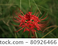 Higantic flower · marlin 80926466