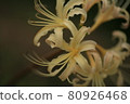Cluster amaryllis, Manju Saka, white 80926468
