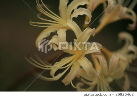 Cluster amaryllis, Manju Saka, white Cluster amaryllis, Manju Saka, white 80926468