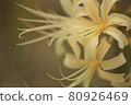 Cluster amaryllis, Manju Saka, white 80926469