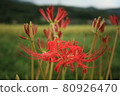 Higantic flower · marlin 80926470