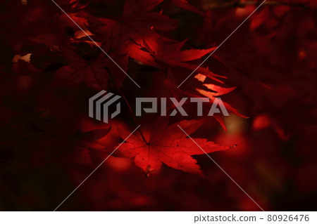 Autumn leaves Autumn leaves 80926476