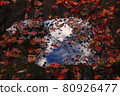 Autumn leaves 80926477