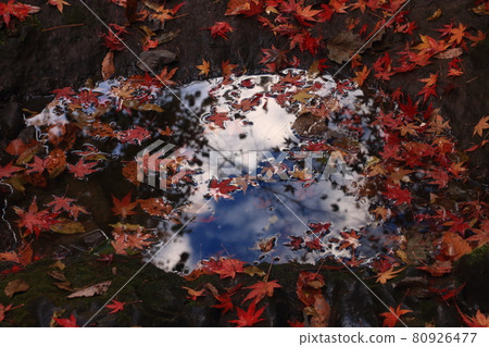 Autumn leaves Autumn leaves 80926477