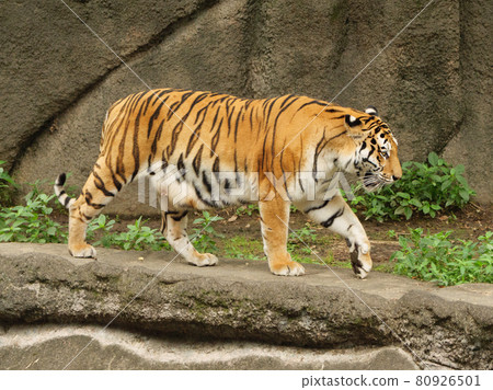 Walking Amur tiger mother 80926501