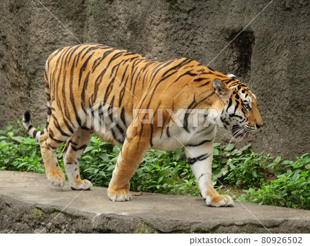 Walking Amur tiger mother 80926502