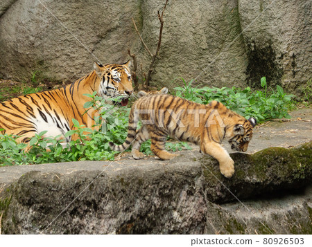 Amur tiger mother who cares about her child Amur tiger mother who cares about her child 80926503