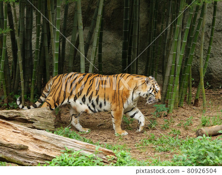 Walking Amur tiger mother Walking Amur tiger mother 80926504