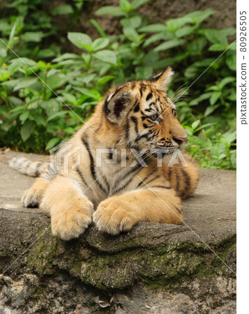 Amur tiger cub like a cat 80926505