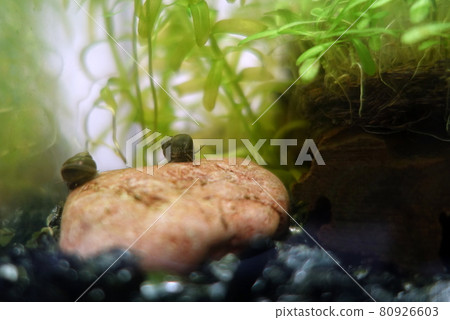 姬台西水族館 姬台西水族館 80926603
