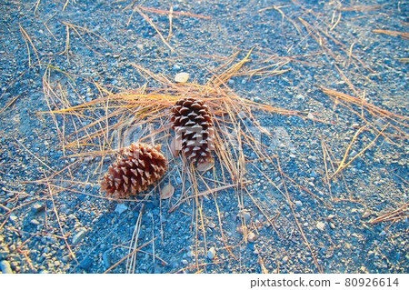 Pinecone 80926614