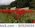 Higantic flower · marlin 80926694
