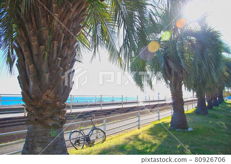 棕櫚樹在海邊 80926706