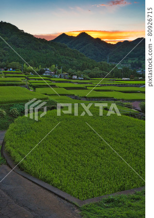 黃昏的富岡梯田 黃昏的富岡梯田 80926715