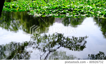 Plants illuminated by sunlight Plants illuminated by sunlight 80926732
