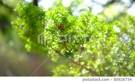 被陽光照亮的植物 被陽光照亮的植物 80926734