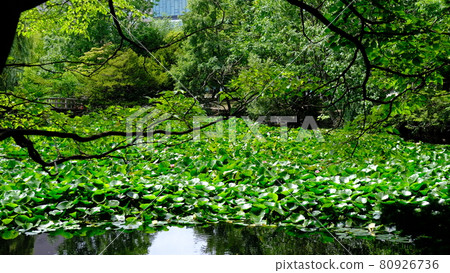 Plants illuminated by sunlight Plants illuminated by sunlight 80926736