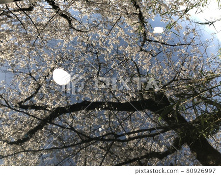 Cherry blossoms reflected in the car 80926997