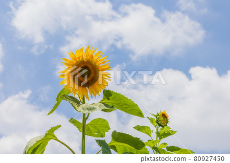 Sunflowers blooming against the blue sky Sunflowers blooming against the blue sky 80927450