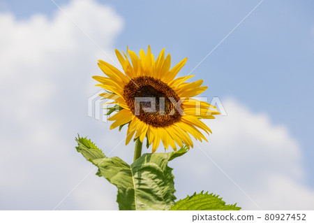 One sunflower blooming against the blue sky One sunflower blooming against the blue sky 80927452