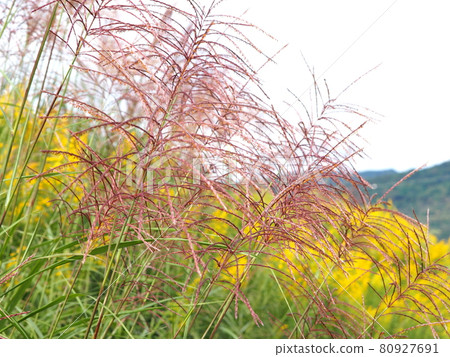 Solidago altissima flowers and Japanese pampas grass Solidago altissima flowers and Japanese pampas grass 80927691