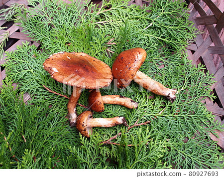Tricholoma ustale up 80927693