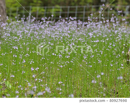 Matsubaunran colony 80927698