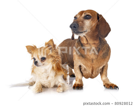 Dachshund and chihuahua Dachshund and chihuahua 80928012