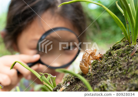 一個女孩用放大鏡觀察蟬殼 80928034