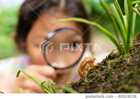 A girl observing a cicada shell with a magnifying glass 80928036