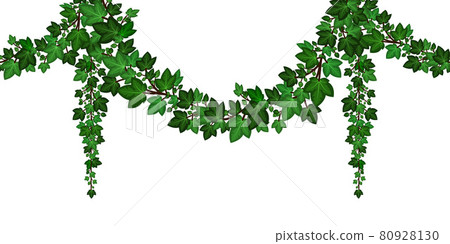 Green ivy garland, Hanging ivy leaves, climbing foliage, decorative frame border element. Isolated on white background. Vector illustration Green ivy garland, Hanging ivy leaves, climbing foliage, decorative frame border element. Isolated on white background. Vector illustration 80928130