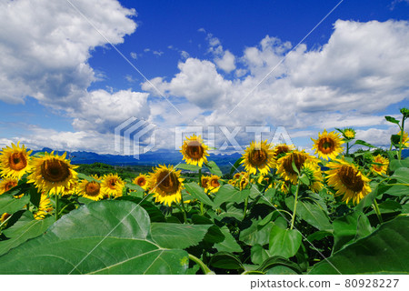 Sunflower field [Gunma Prefecture: Hanadaka Observatory Hanaoka] 80928227