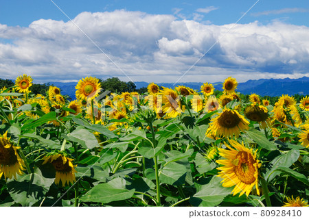 Summer image "sunflower" Summer image "sunflower" 80928410