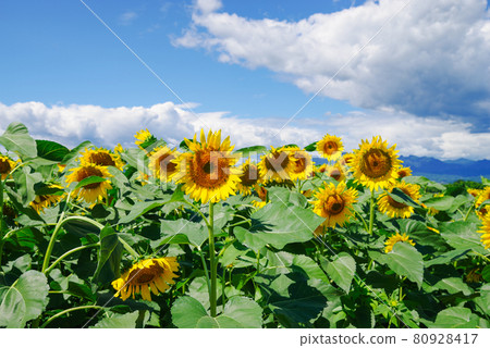 Summer image "sunflower" 80928417