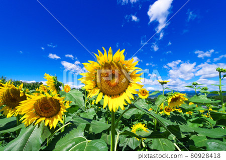 Summer image "sunflower" Summer image "sunflower" 80928418