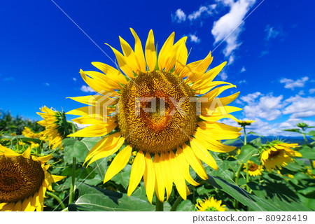 Summer image "sunflower" Summer image "sunflower" 80928419