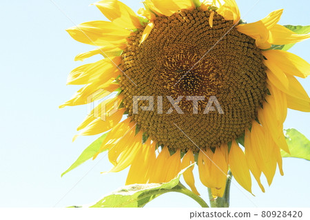 Omuta City Sunflower Field, Omuta City Sunflower Field, 80928420
