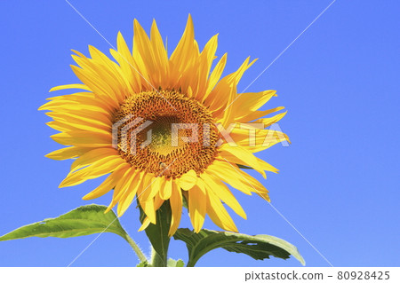 Omuta City Sunflower Field, Omuta City Sunflower Field, 80928425