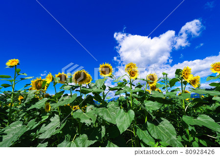 Summer image "sunflower" Summer image "sunflower" 80928426