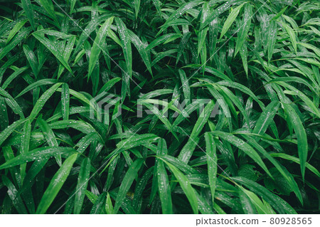 Fresh green grass with dew drop closeup 80928565