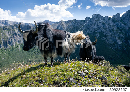 Tibetan yaks on mountain top grassland 80928567
