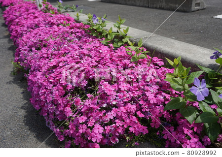 Moss phlox and periwinkle blooming beside the sidewalk 80928992