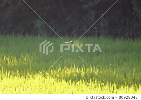 鳥兒飛過稻田 80929048