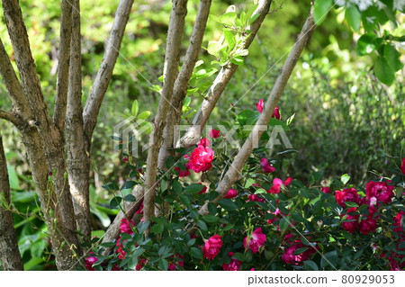 一株紅色藤蔓玫瑰纏繞在一棵金銀花樹上。鮮花、玫瑰、家庭園藝圖像素材 80929053