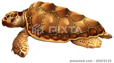 Tortoise animal on white background Tortoise animal on white background 80929129