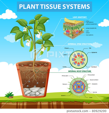 Diagram showing Plant Tissue Systems Diagram showing Plant Tissue Systems 80929200