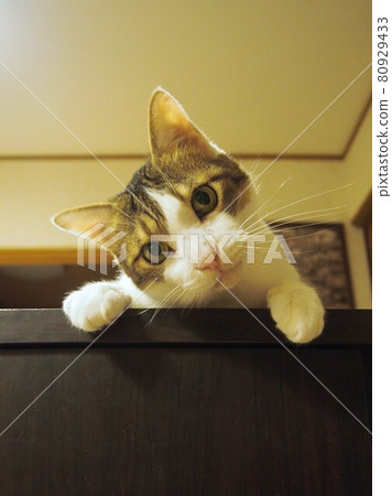 A cute cat that looks at me and tilts his head 80929433